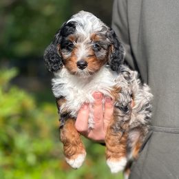Zinnia (Aussie Bernedoodle) - Blue merle female Bernedoodle puppy in Oregon from Blue Skye Doodles