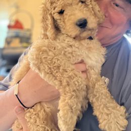 Goldendoodle Puppies from Royal Goldendoodles Doodle Lovers