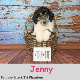 Jenny - Phantom female Poodle puppy in Kenyon, Minnesota from Country Breeze Poodles