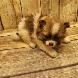 Diamond - Chocolate parti female Pomeranian puppy in Alton, Missouri from Bat Cave Poms