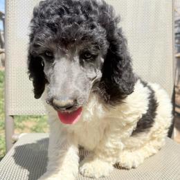 Luna - Parti female Poodle puppy in Meadowbrook, California from Standard Poodle Pups