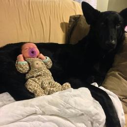 German Shepherd Puppies from Brandiwyne's German Shepherds