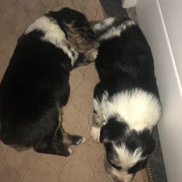 Australian Shepherd Puppies from Powell’s Australian Shepherds