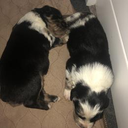 Australian Shepherd Puppies from Powell’s Australian Shepherds