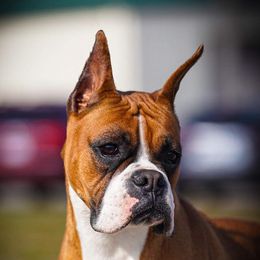 Envy - Boxer