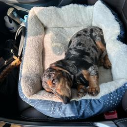 Dachshund All Grown Up from BTX Dachshunds