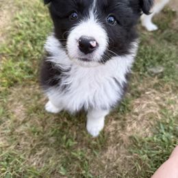 Half n Half - Black and white female Border Collie puppy in Barnstead, New Hampshire from Pettigrew's Border Collies