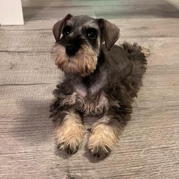 PINK - Salt and pepper female Miniature Schnauzer puppy in Lehigh Acres, Florida from Southern paws