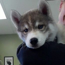 Siberian Husky Puppies from Collusion Siberian’s