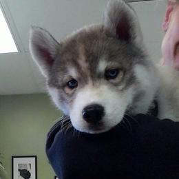 Siberian Husky Puppies from Collusion Siberian’s