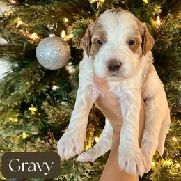 Gravy - Parti male Goldendoodle puppy in Aubrey, Texas from The Parrish Doods