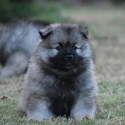 Keeshond Puppies from StarStruck Keeshonden