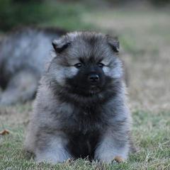 Keeshond Puppies from StarStruck Keeshonden