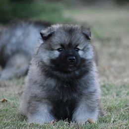 Keeshond Puppies from StarStruck Keeshonden