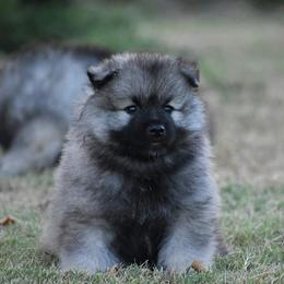 Keeshond Puppies from StarStruck Keeshonden