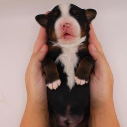 Ezra - Tri-color male Bernedoodle puppy in Comanche, Texas from Central Texas Doodles, LLC.