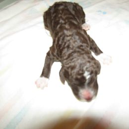 Goldendoodle and Poodle Puppies from David & Patricia Elliott