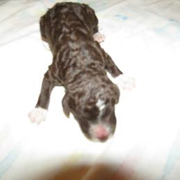 Goldendoodle and Poodle Puppies from David & Patricia Elliott