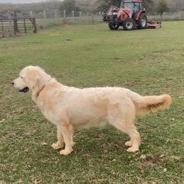 Golden Barnes preachers quiet (Riot) - Light golden female Golden Retriever puppy in Lexington, Oklahoma from Golden Barnes Kennel