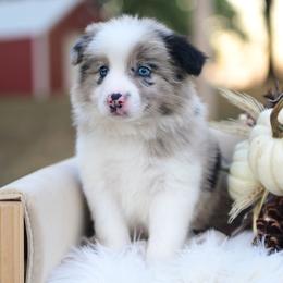 Miles - Blue merle male Border Collie puppy in Conway, Missouri from 2J 2K Border Collies | Maremma Sheepdogs