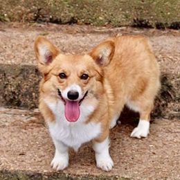 Bailee - Pembroke Welsh Corgi