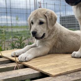 Anatolian Shepherd Dog Puppies from Wild Rooster Family Farm – AKC Anatolian Shepherd Breeder, OFA Health Tested