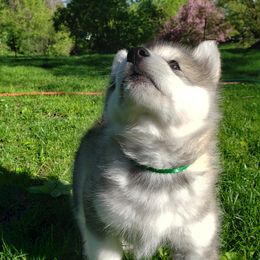 Alaskan Malamute Puppies from Delphi Alaskan Malamutes