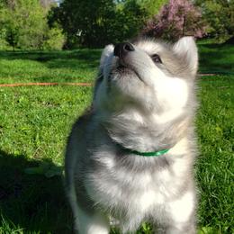 Alaskan Malamute Puppies from Delphi Alaskan Malamutes