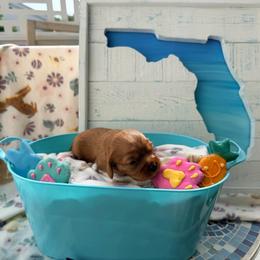 Barney - Ruby male Cavalier King Charles Spaniel puppy in Destin, Florida from Ruby’s Coastal Cavaliers