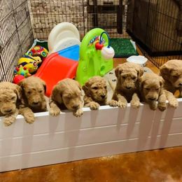 Goldendoodle and Poodle Puppies from Dazzling & Dapper Doodles of MS