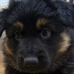 German Shepherd Puppies from Circle Oaks Shepherds