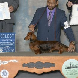 Dachshunds from Winfield Dachshunds