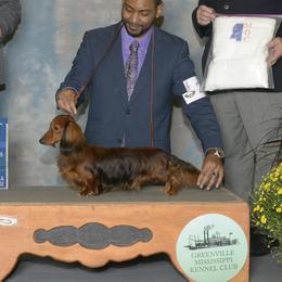 Dachshunds from Winfield Dachshunds