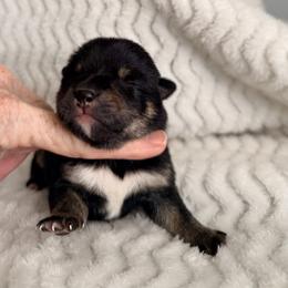 Atlas - Black and tan male Shiba Inu puppy in Trenton, Nebraska from Prairie Shibas