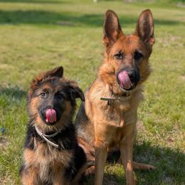 German Shepherd Puppies from League of Shepherds