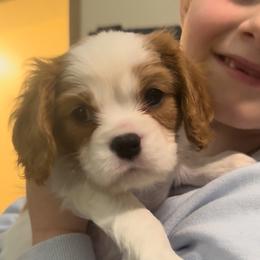 Blossom - Blenheim female Cavalier King Charles Spaniel puppy in Romney, West Virginia from Cavy Love