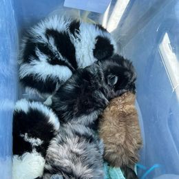 Pomeranian Puppies from Crosby Pom Squad