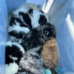 Pomeranian Puppies from Crosby Pom Squad