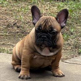 Murphy - Fawn male French Bulldog puppy in Girard, Kansas from Frenchie Kingdom