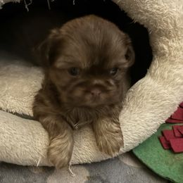 Maggie - Shih Tzu puppy from P and J Farms