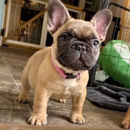 1 of 2 - Fawn female French Bulldog puppy in Varnville, South Carolina from DF's Unlimited Ruff