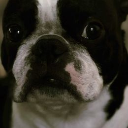Boston Terriers from Best Friend Bostons