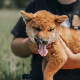 Shiba Inu Puppies from Fountains Courageous