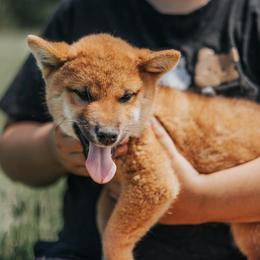 Shiba Inu Puppies from Fountains Courageous