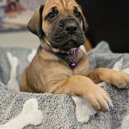 Girl 2 - Fawn Great Dane puppy in Ohio from Loyal-Loves Great Danes