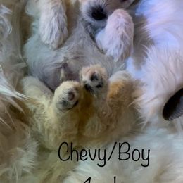 Bernedoodle and Labradoodle Puppies from Doodletown