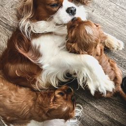 Cavalier King Charles Spaniel and Cavapoo Puppies from Golden Hour Cavapoos