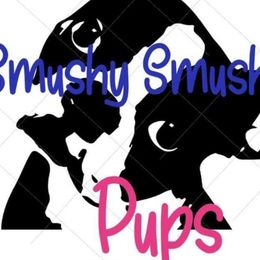 Boston Terriers from Smushy Smush Face Pups