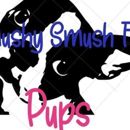 Boston Terriers from Smushy Smush Face Pups