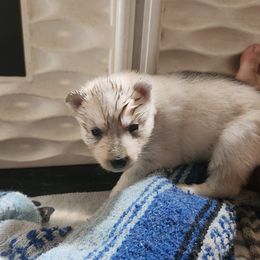 Siberian Husky Puppies from Spirit of the Moon Siberians